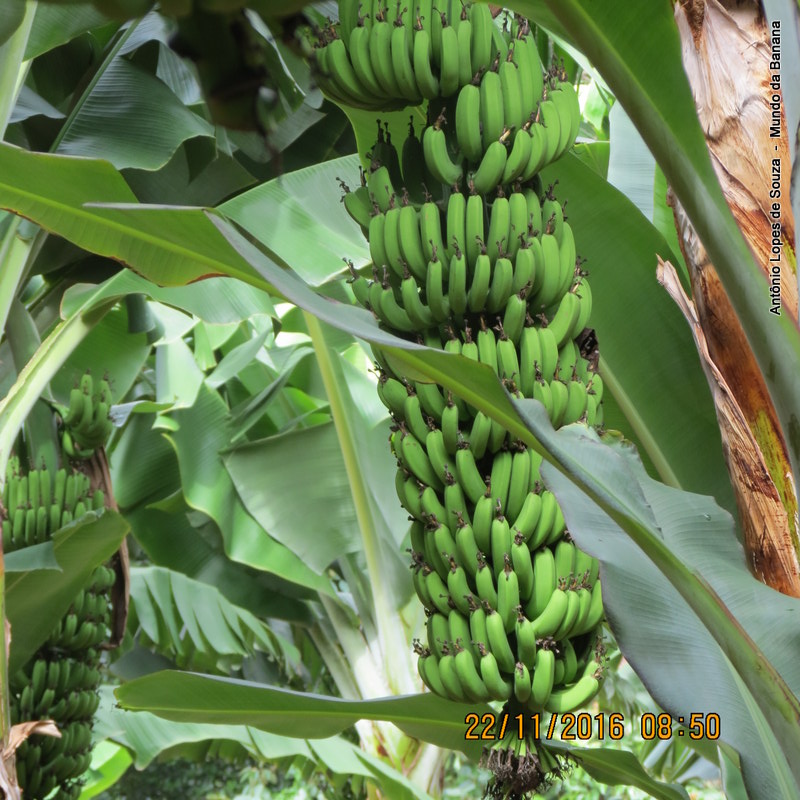 Yes, nós temos banana!  Fazenda Agromila!
