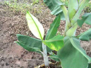Bananeira com injúria de herbicida